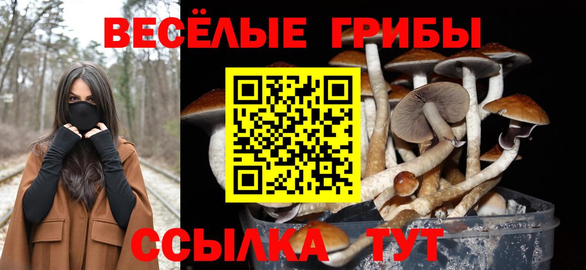 Псилоцибиновые грибы Psilocybe Рыбинск